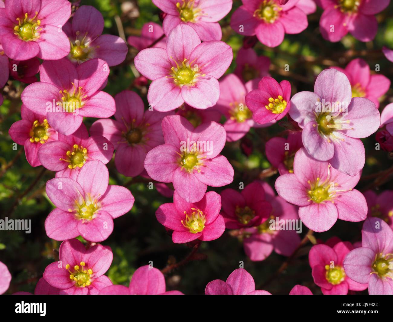 Makroaufnahme der kleinen rosa Blüten von Saxifraga `Silver Cushion` in voller Blüte. Aufgenommen an einem hellen sonnigen Tag Stockfoto